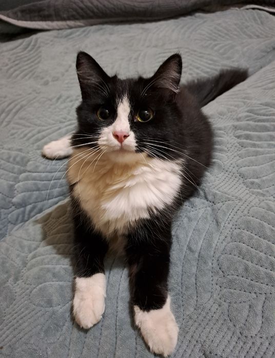 Кошечка в добрые руки,бесплатно