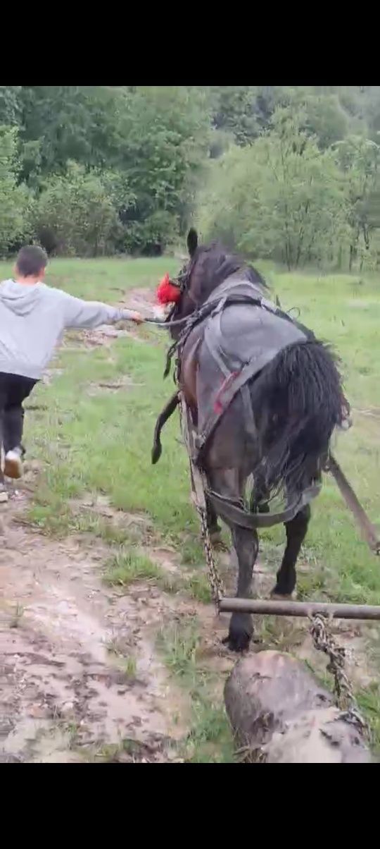 Iapa de vînzare de 4 ani