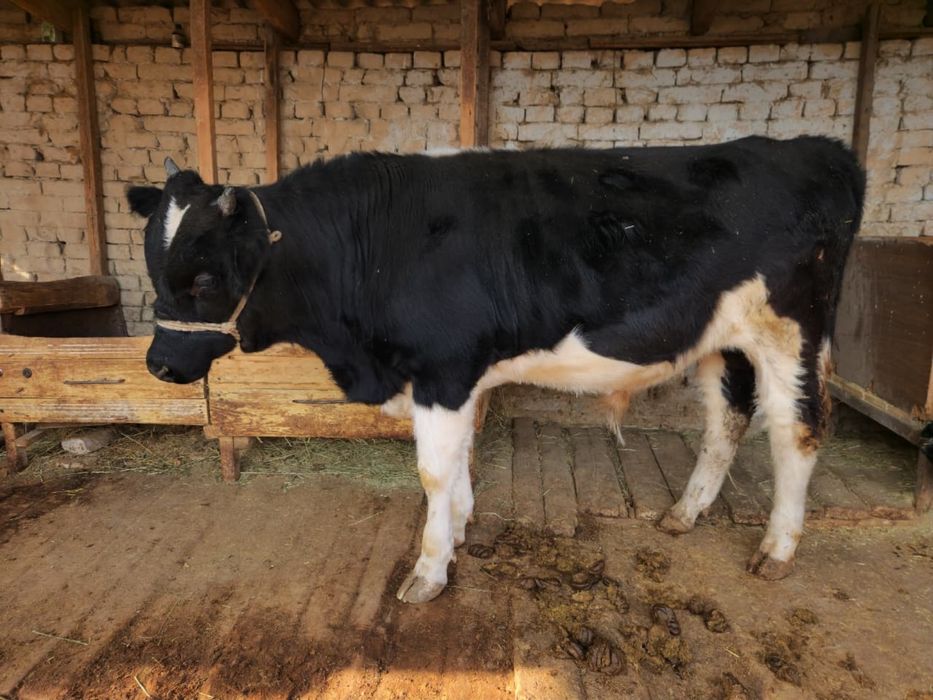 Бұқа сатылады 1 ге толмаған