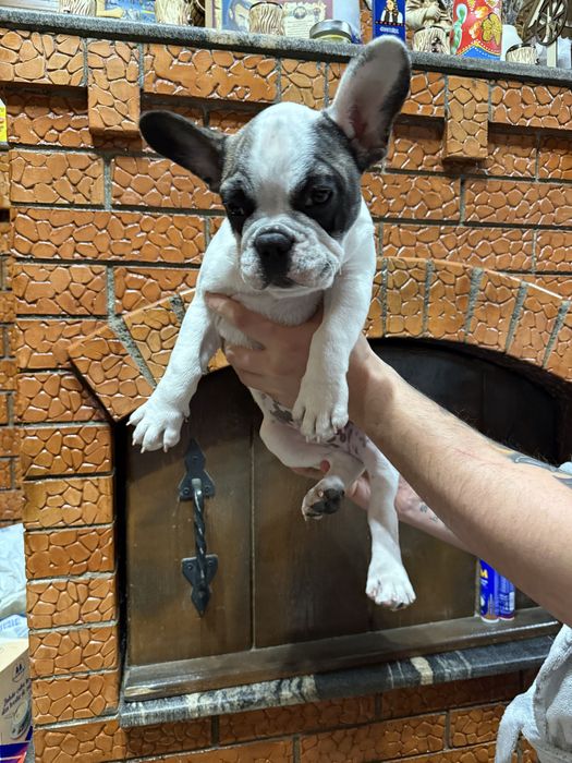 Bulldog Francez 3 luni