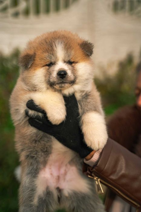 Акита ину бебета