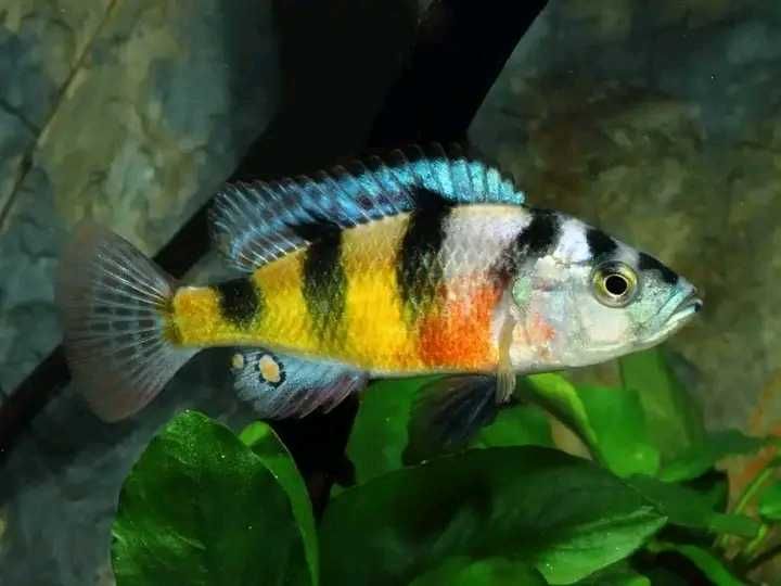 Ciclide africane haplochromis obliquidens