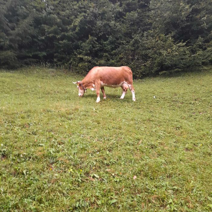 Vaca de vânzare gestantă