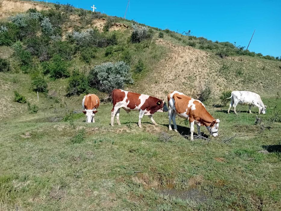 Vând Vaci și Viței din Iași, Belcești