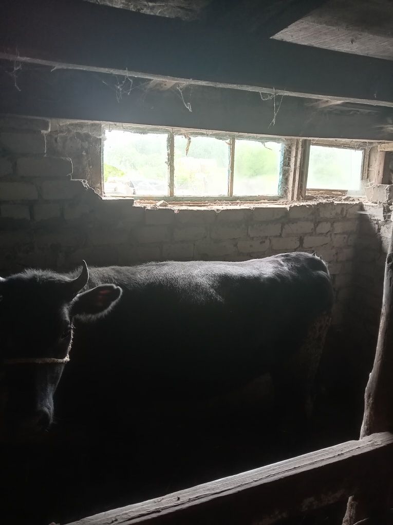 Продам жирных бычка и тёлочку