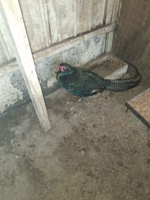 Fazani.Gaini de rasa, pauni,cocosi albi, gaini tara, oua pt incubat