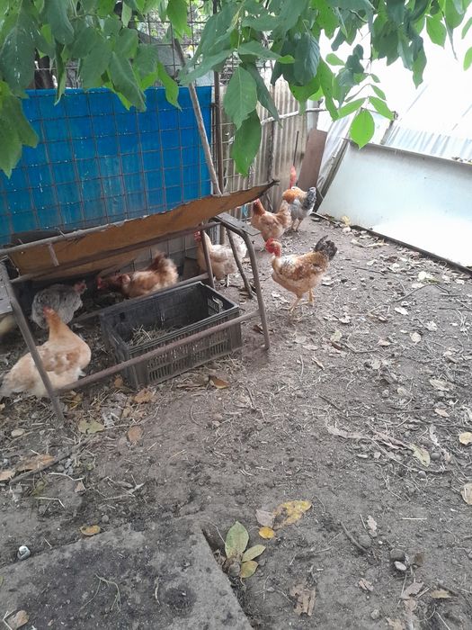 Găini și pui de vânzare.