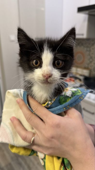 Угил пишик хадияга. Мальчик