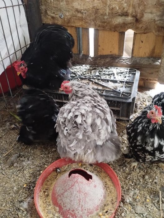 Vand cochinchina pitic