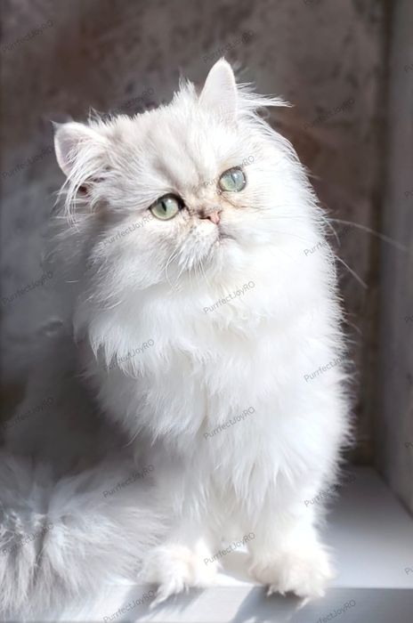 Persan Chinchilla silver