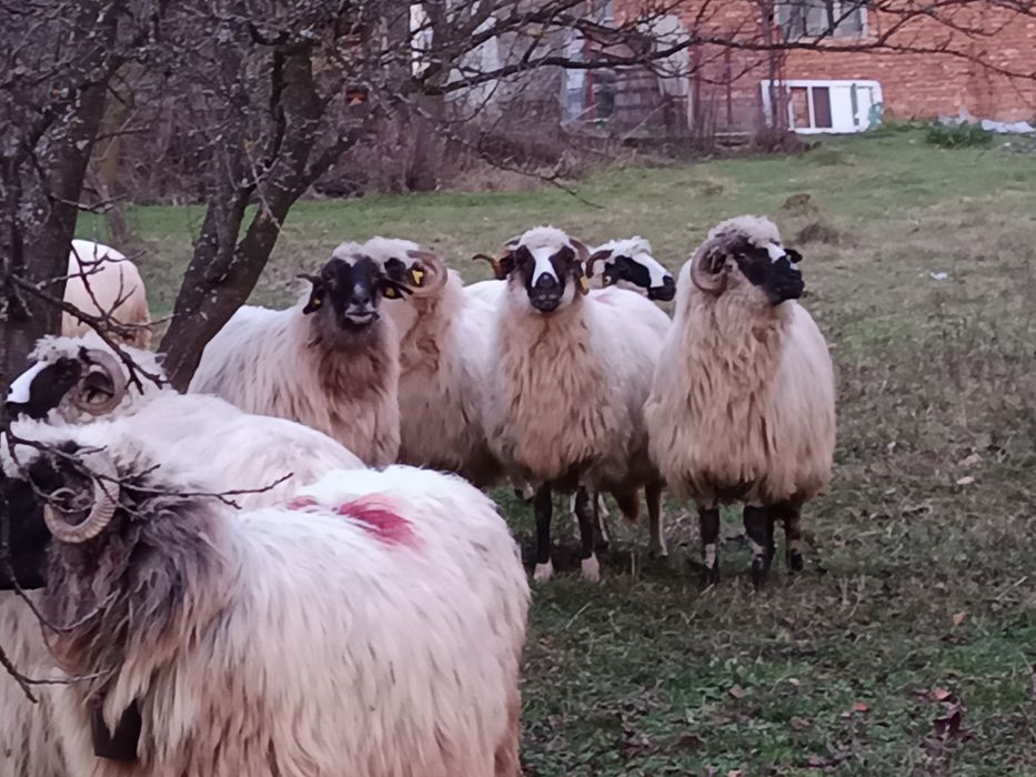 Se vând 3*4 bucăți