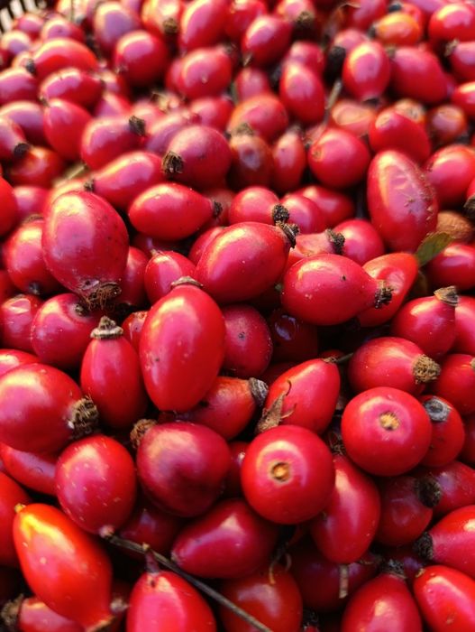 Прясна диворастяща шипка-реколта 2025г.