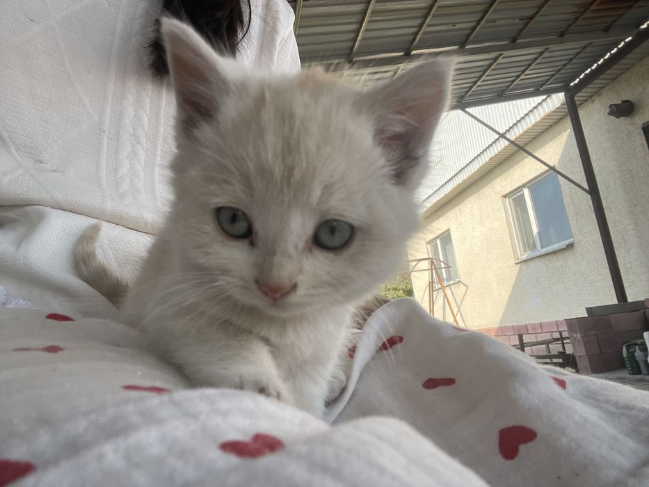 Продается котенок