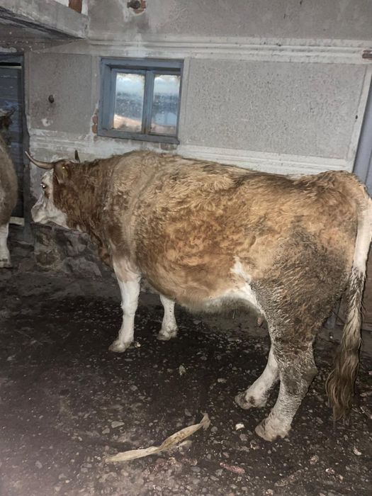 Vând vacă gestantă