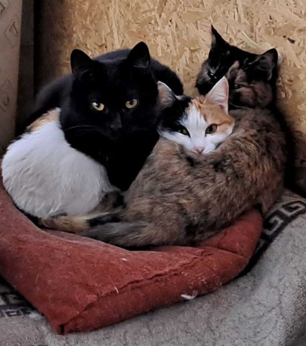 отдам котят в хорошие руки