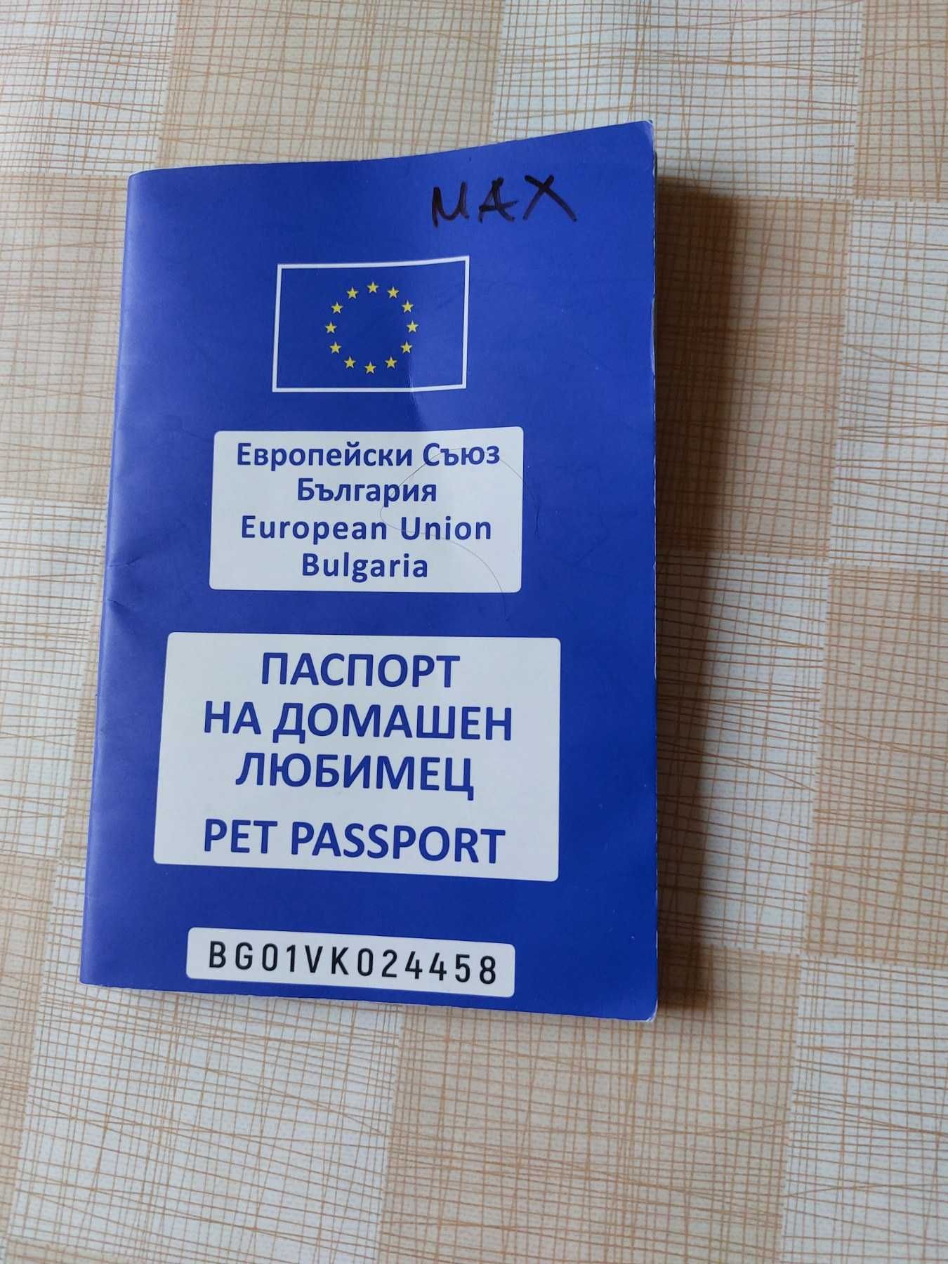 Кавалер Кинг Чарлз шпаньол