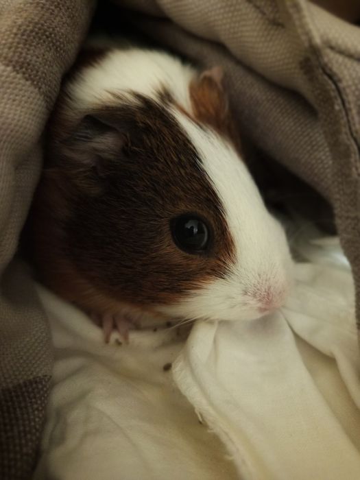 Морская свинка 5 месяцев