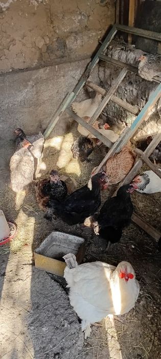 Продам домашних кур