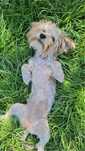 Yorkshire terrier chocolate merle