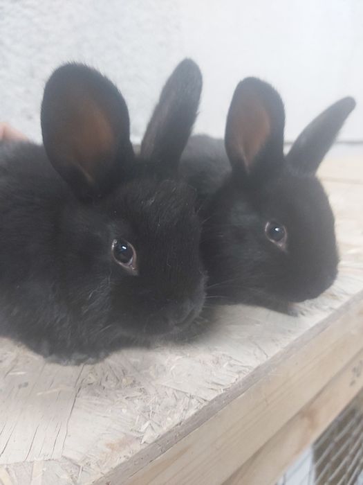 Продаются крольчата кролики куен болалари.  КОРА ШАХЗОДА.