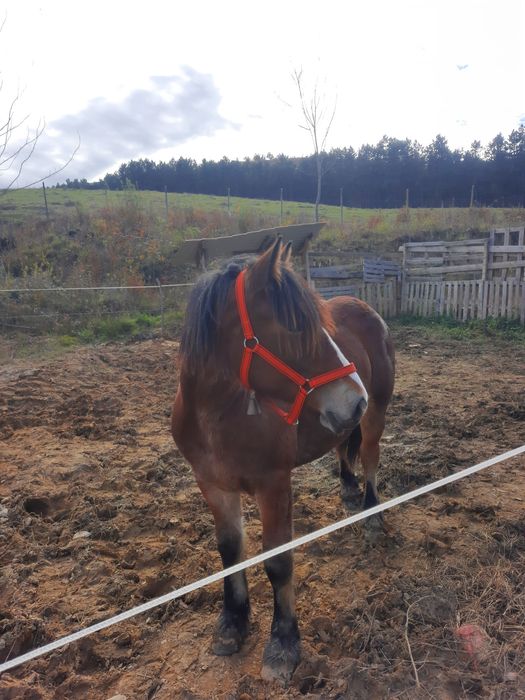 Manza de vanzare 1,6 luni