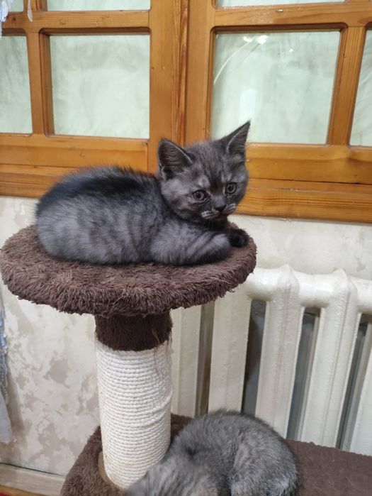 Mushukchalar sotiladi