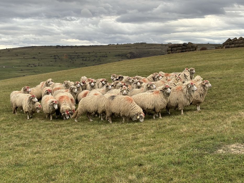 Oi  bune  de  vanzare