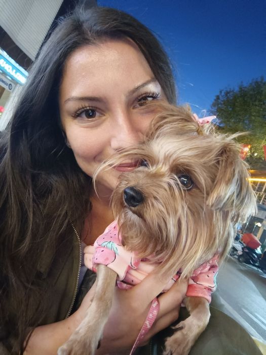 Отдава се мини йорки (3-годишен, възпитан, много спокоен)