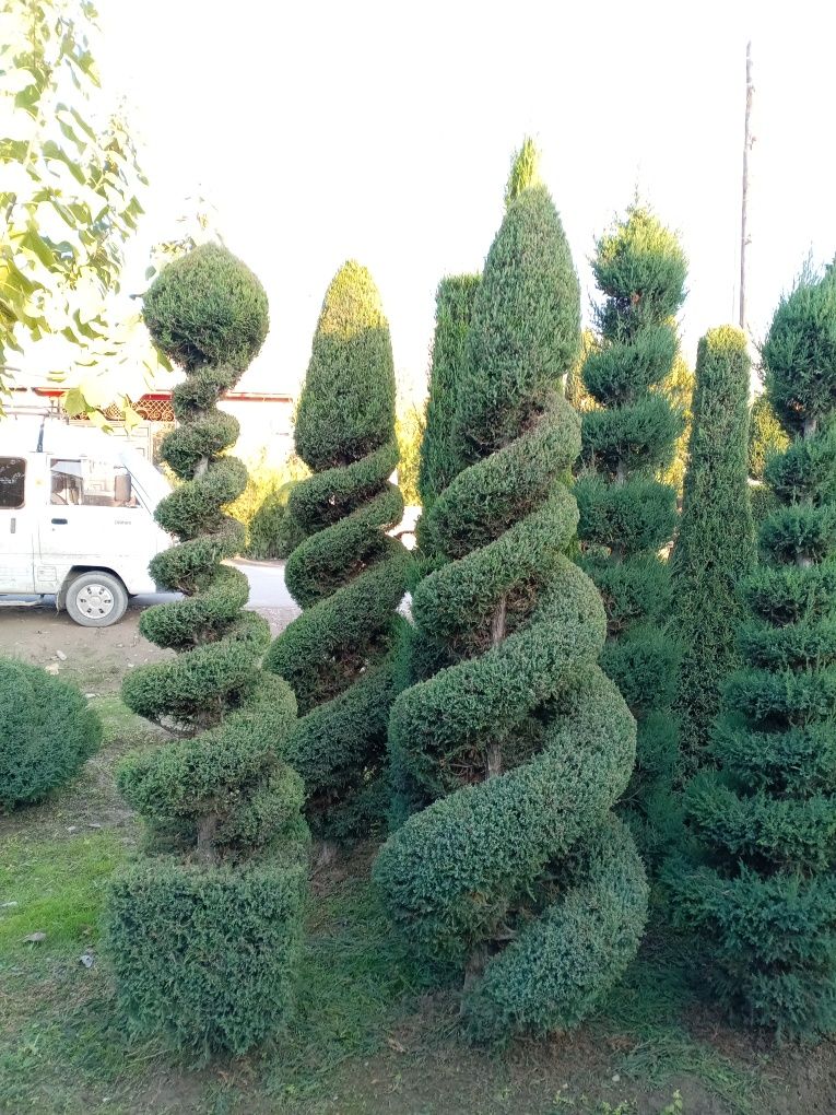 Mevali va manzarali ko'chatlar