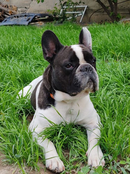 Ищем девочку для нашего красавчика Алматы-Тараз