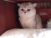 кот на вязку серебряная шиншилла