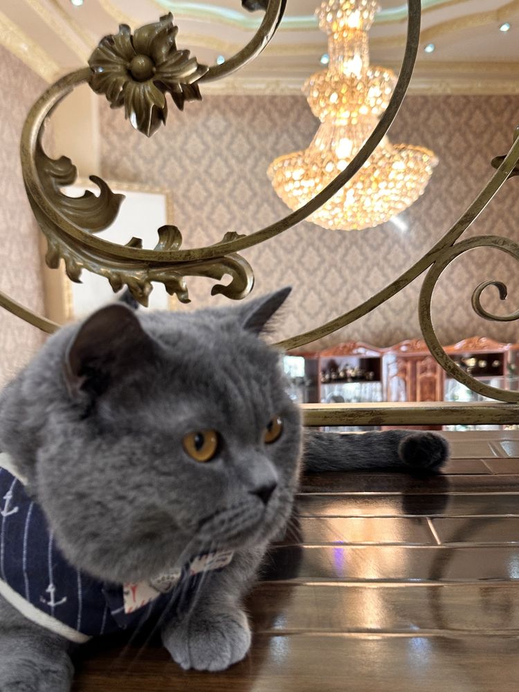 Вязка Скотиш Страйт