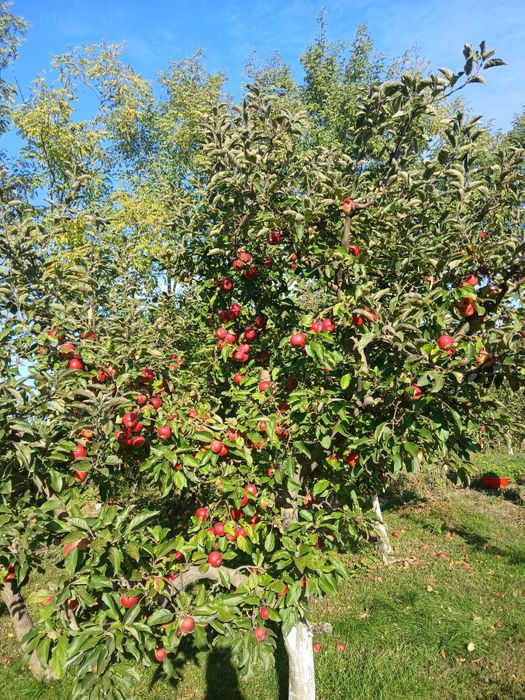 Vând mere diverse soiuri