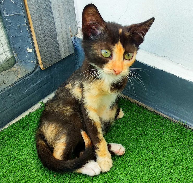 Подарявам малко шарено котенце