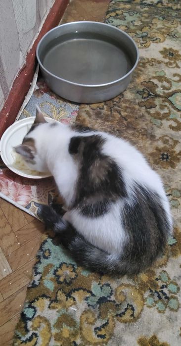 Отдам даром котенка