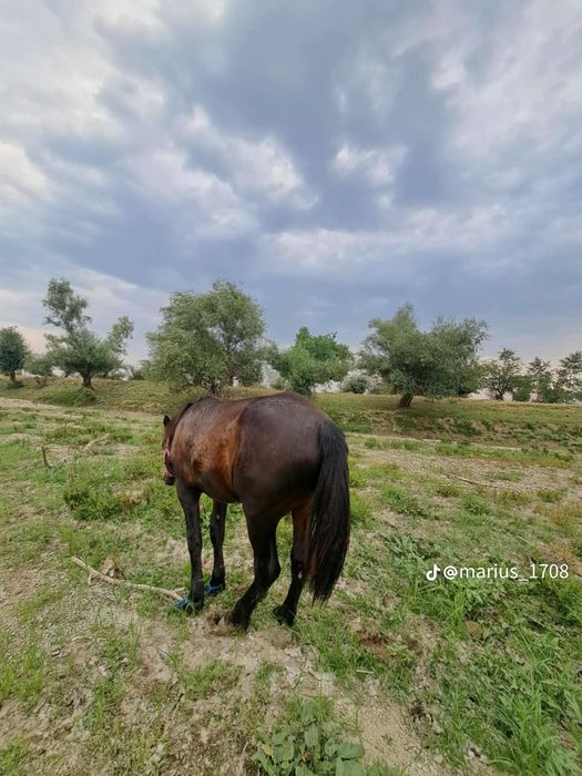 Vand iapa și mânz iapa are 4 ani și mânzul 11 luni și trebui sa fete