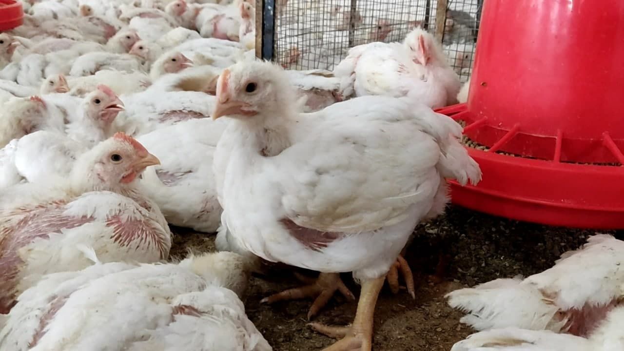 Xoʻrozlar sotiladi zoʻr semetiske zot