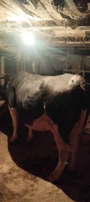 Етук бўғоз сигир сотилади