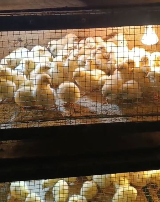 Сертухум Макён Хай-лайн жужалари сотилади