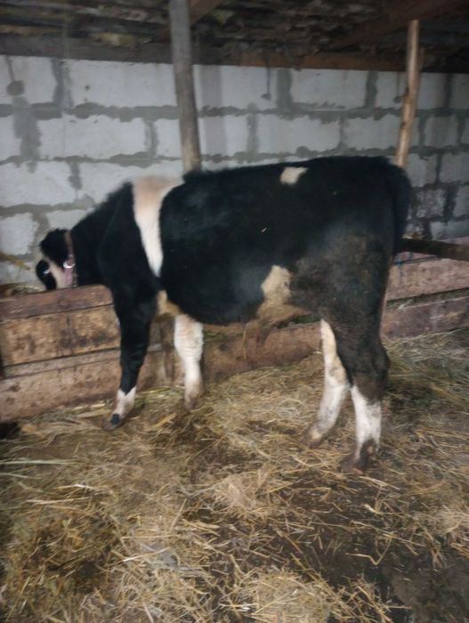 Vițel de vânzare