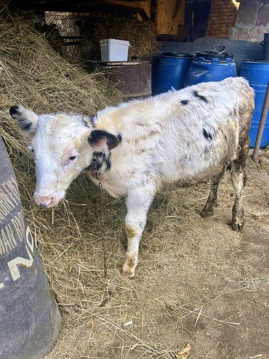 Продавам 2 броя Мъжки Телета