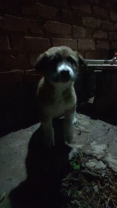 Щенок алабая цена договарноя либо 8 тыщь или 6 к