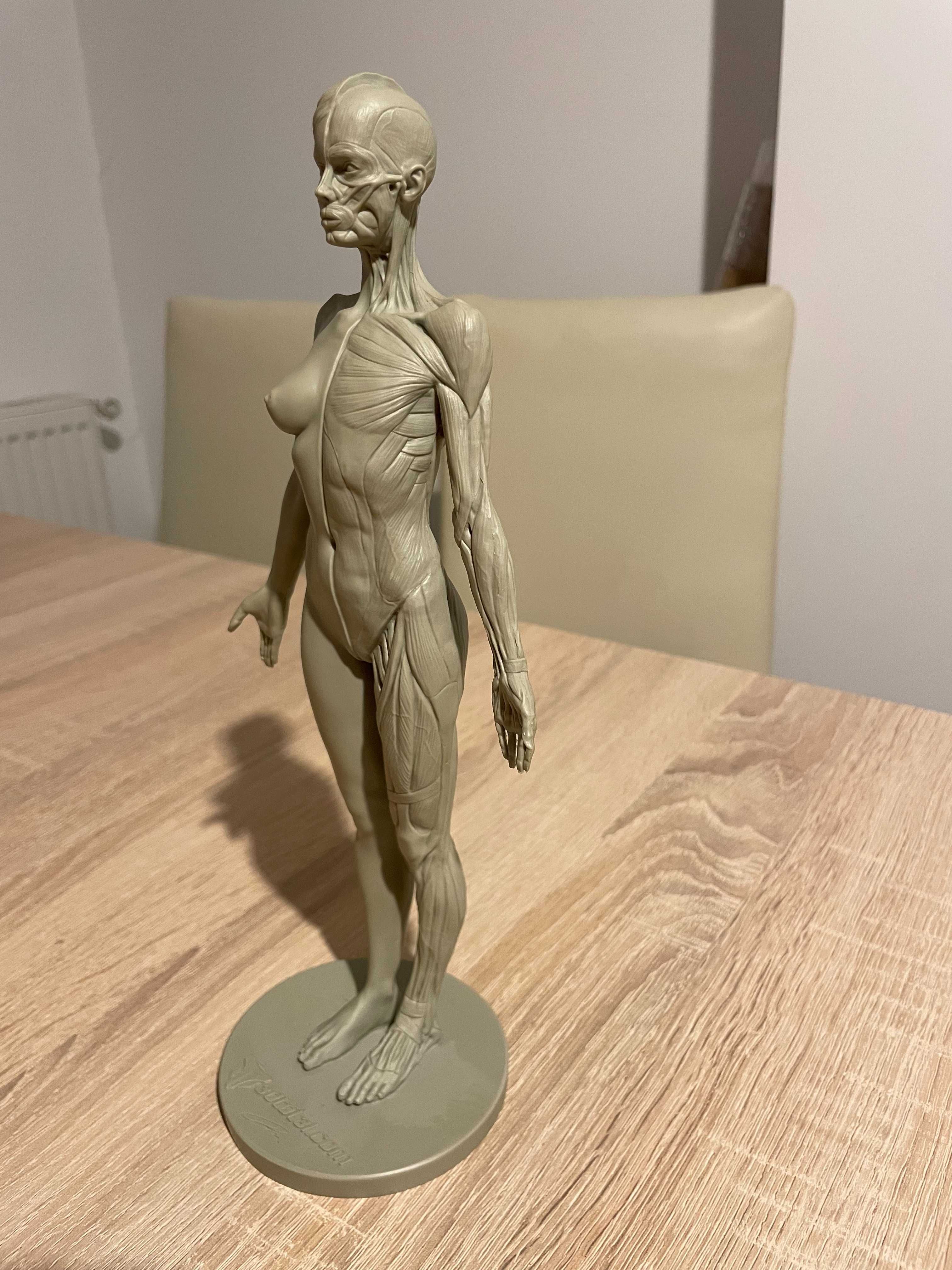 3dtotal Anatomy: female figure