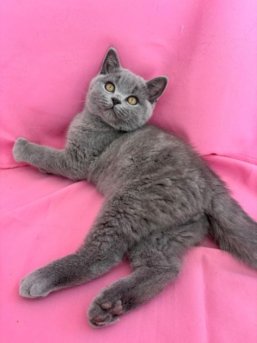 British shorthair 4 luni