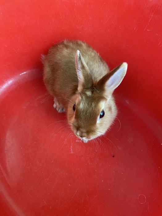 Срочно продаётся кролик с клеткой!