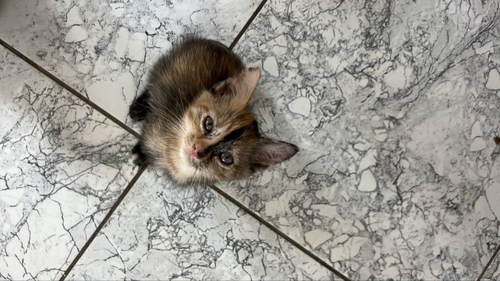 Отдам котенка девочку