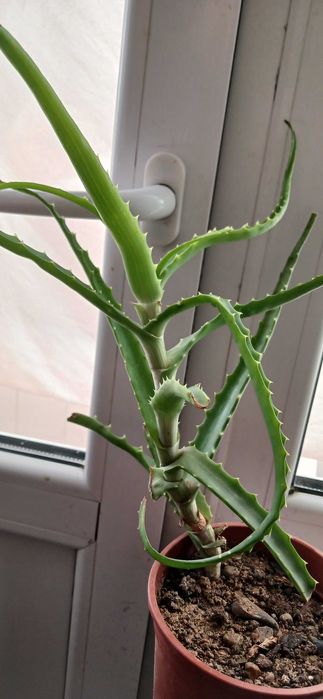 Алоэ - Столетник