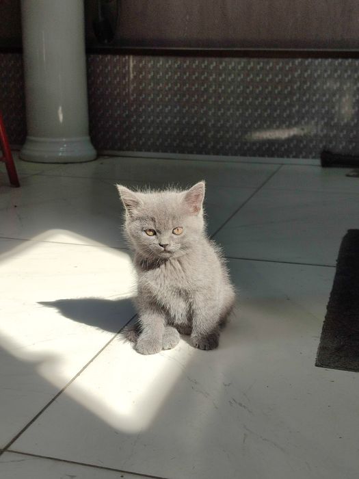 Котенка продается