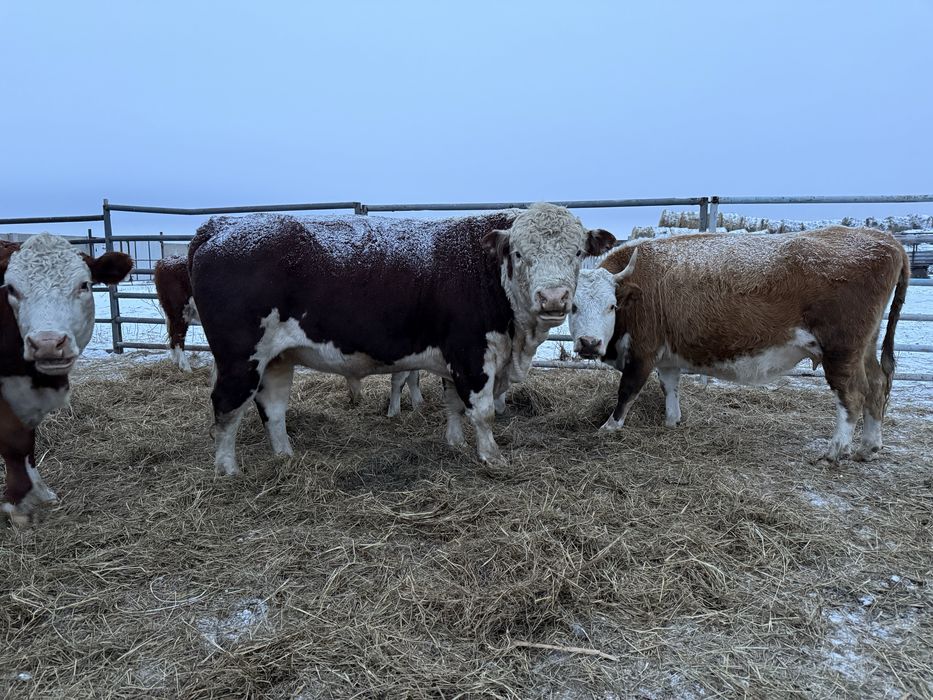 Быки производители