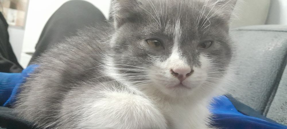 Main con va oddiy uy mushugi chatshgani